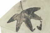 Fossil Leaf (Macginitiea & Allophylus) Plate - Insect Predation! #279464-1